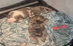 French Bulldog dogs for sale: Husky Panda Koi Frenchie = last 3 ready next week - Image 17