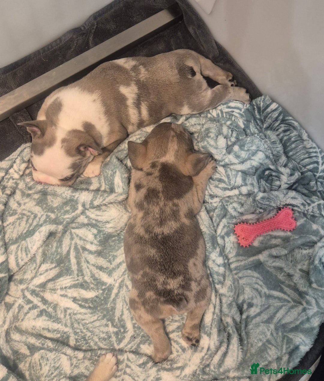 French Bulldog dogs for sale: Husky Panda Koi Frenchie = last 3 ready next week - Image 17