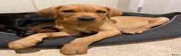 Labrador Retriever dogs for stud: Experienced Fox Red Labrador available for stud in Buckingham - Advert 6