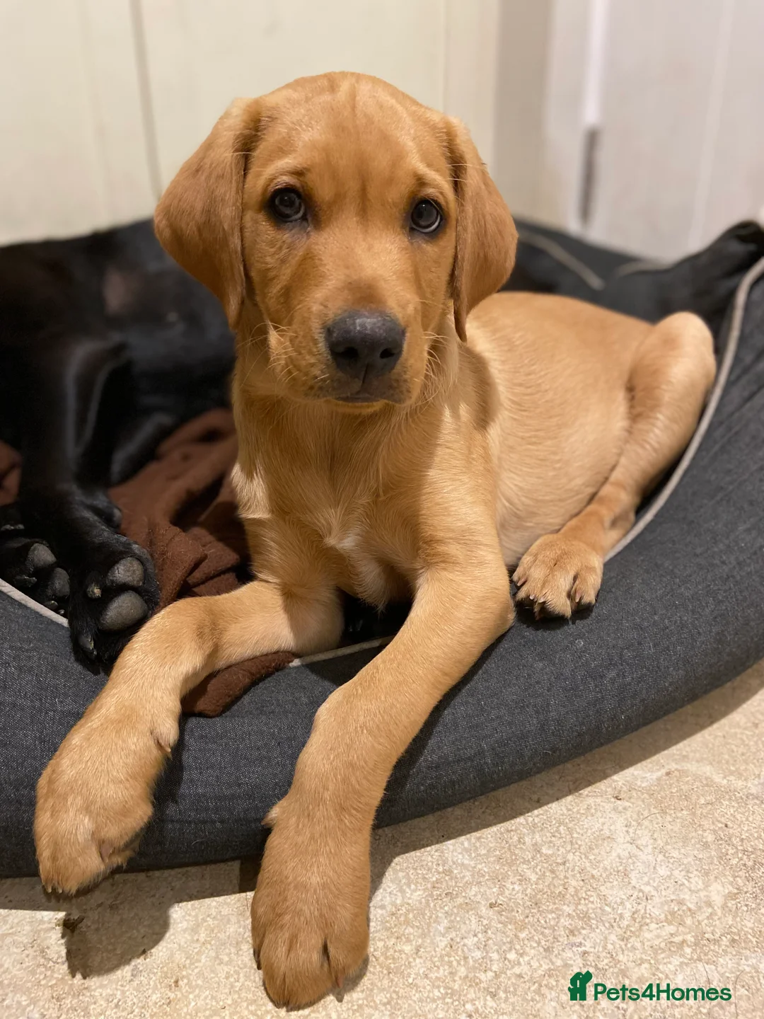 Labrador Retriever dogs for stud: Experienced Fox Red Labrador available for stud in Buckingham - Advert 6