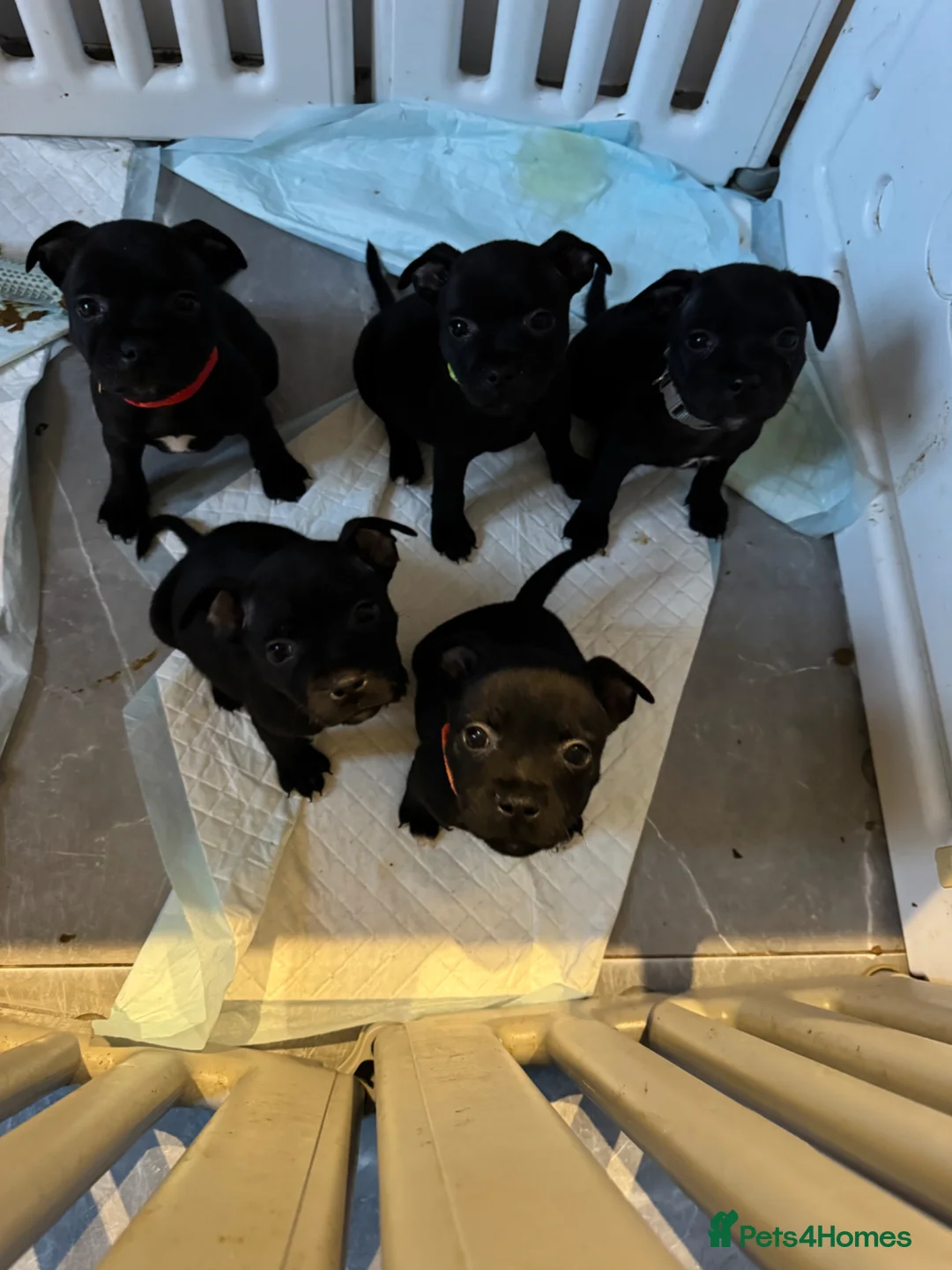 Staffordshire Bull Terrier dogs for sale: 3 girl Kc Staffordshire bull terrrier pups in Sevenoaks - Advert 8