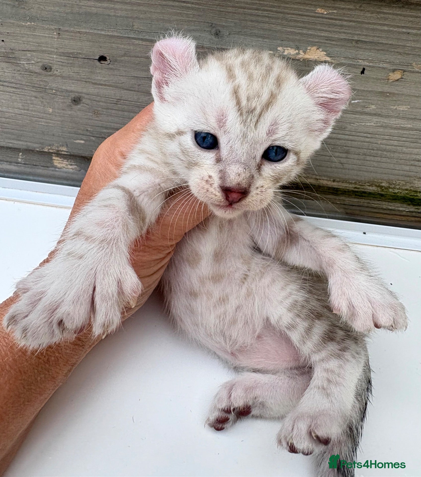 Keetso cats Polydactyl curled eared snow leopard boy  - Advert 2
