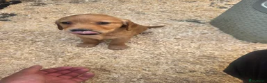 Golden Retriever Puppy 5