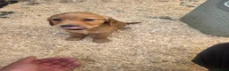 Golden Retriever dogs for sale: Kc registered dark red pups - Advert 3