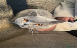British Shorthair cats for sale: British shorthair female active registered - Image 2