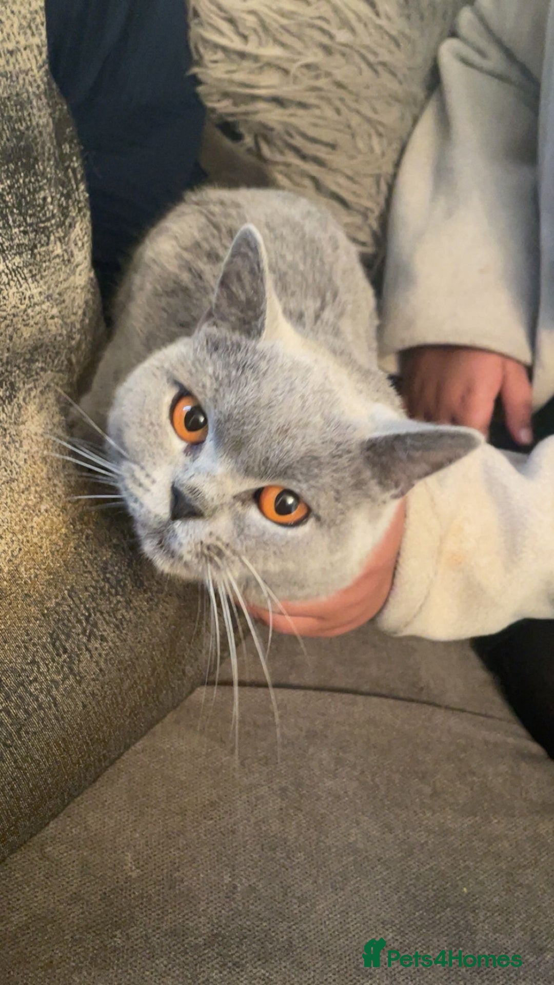British Shorthair cats for sale: British shorthair female active registered - Image 2
