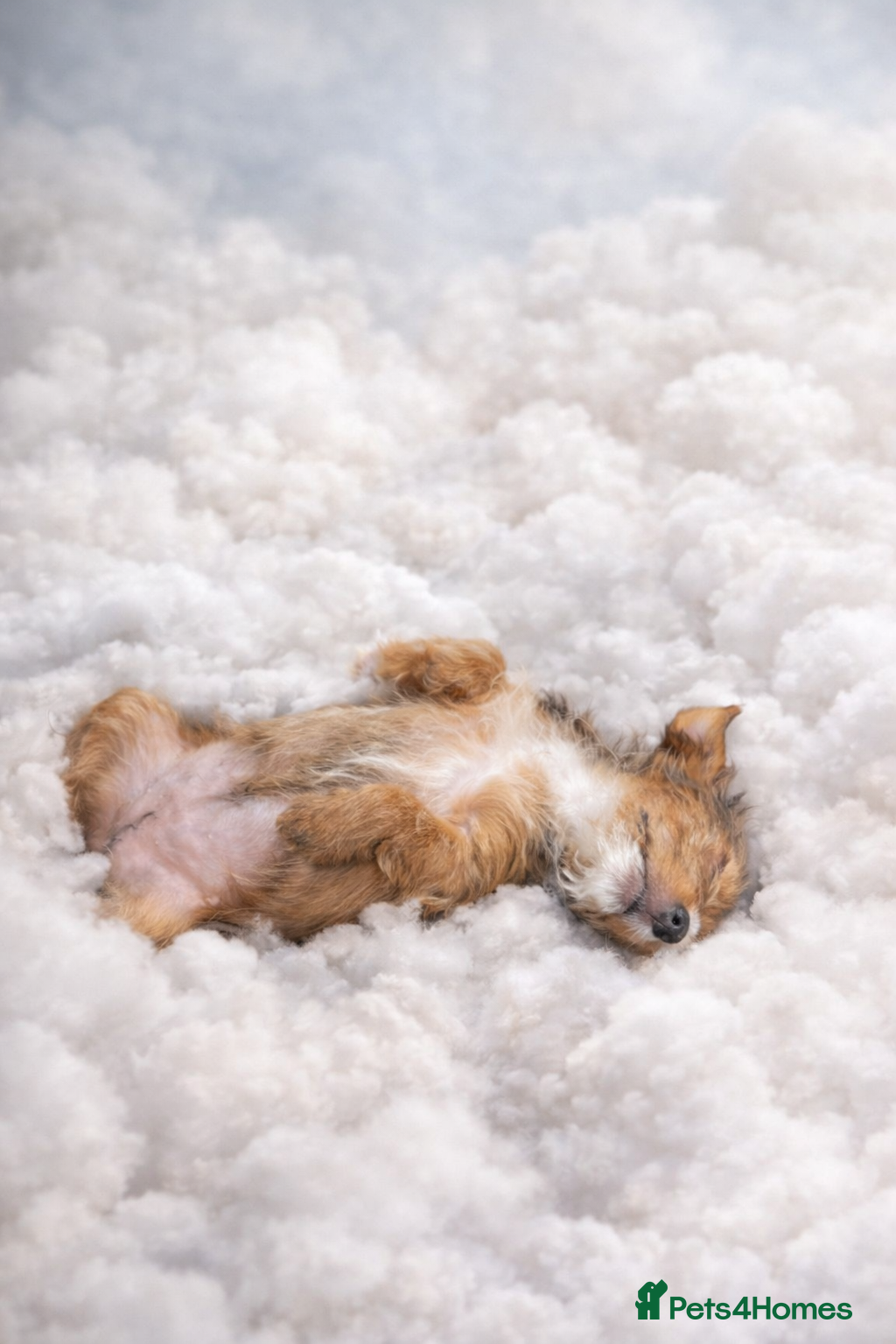 Yorkshire Terrier dogs Ready for new families-Yorkie pups rare tri colour - Advert 9