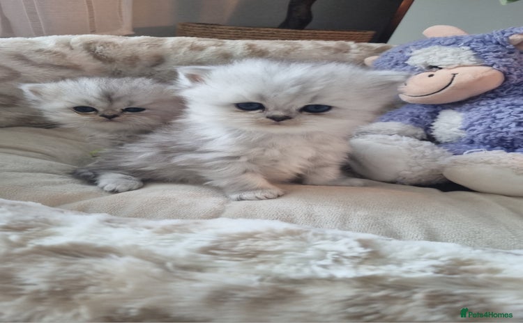 Persian cats - Advert 10