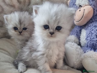 Persian cats - Advert 12