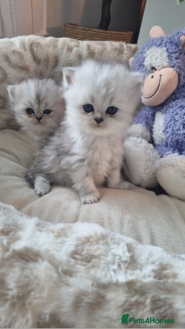 Persian cats - Advert 10