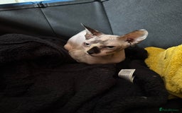 Sphynx cats for sale: Gorgeous white and blue sphynx female cat  - Image 1