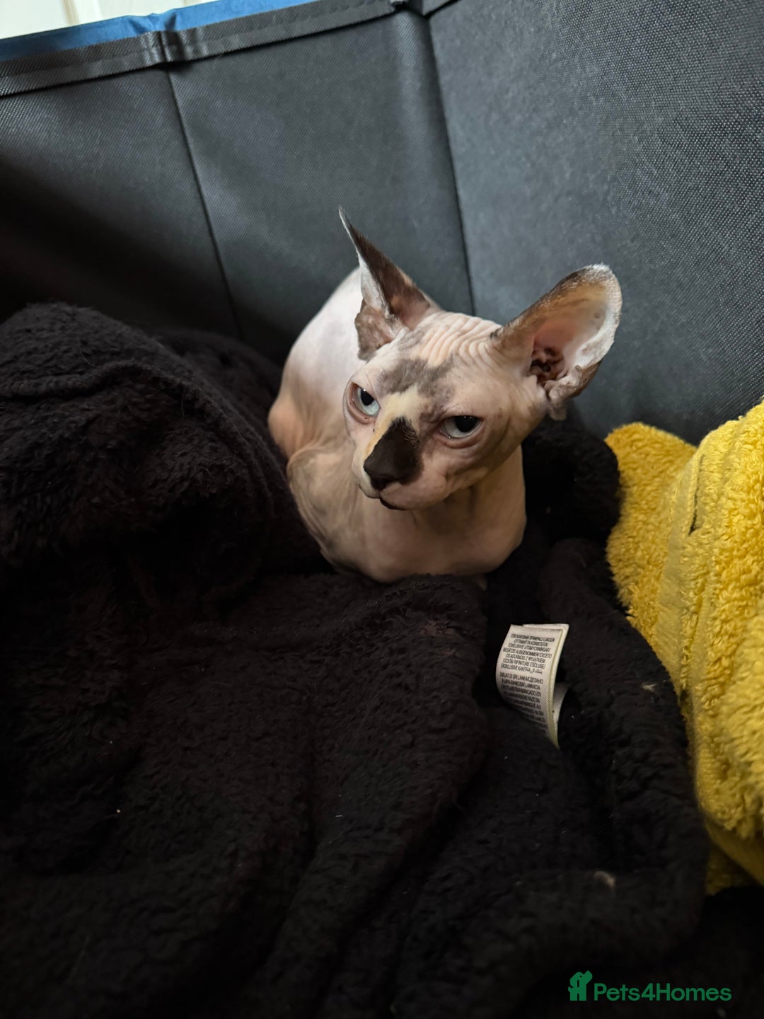 Sphynx cats for sale: Gorgeous white and blue sphynx female cat  - Image 1