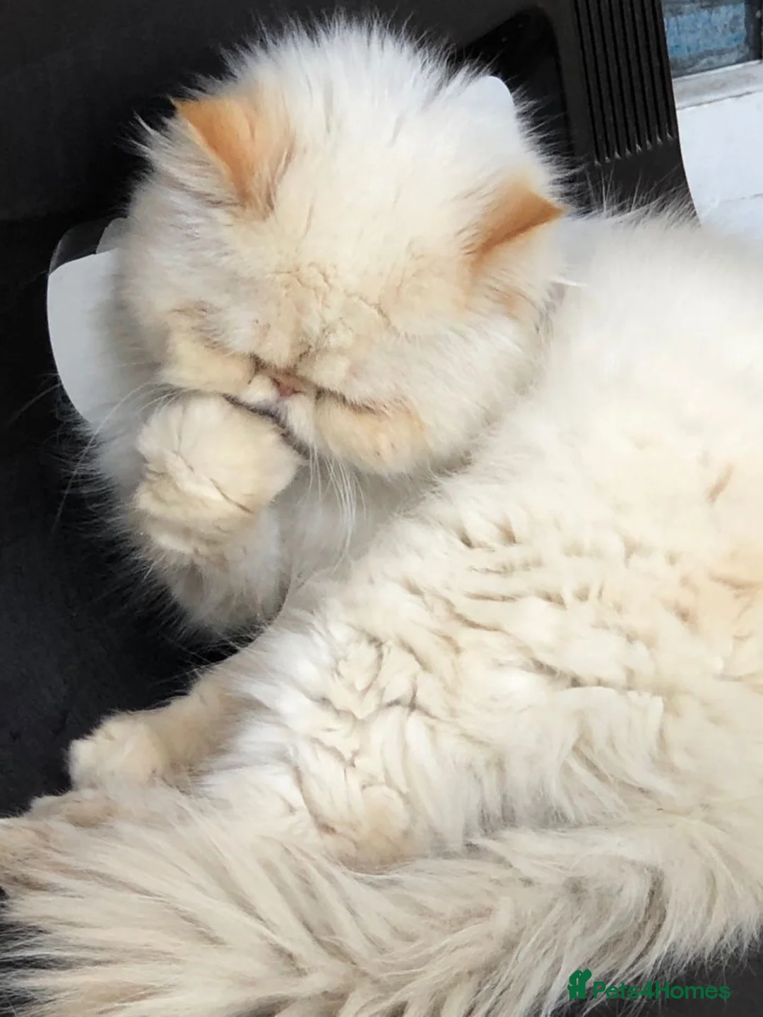Persian cats for sale: Urgent Home Needed – Suki 🩷 - Advert 9