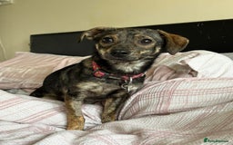 Mixed Breed dogs for adoption: Minnie - Hingham Norfolk  - Advert 2