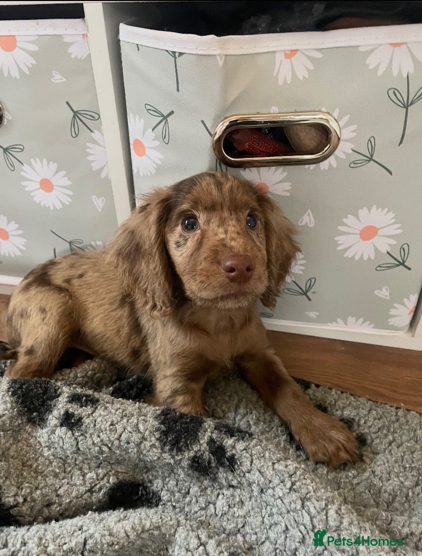 Cocker Spaniel dogs for sale: 6 Beautiful Cocker Spaniel Pups  - Advert 14