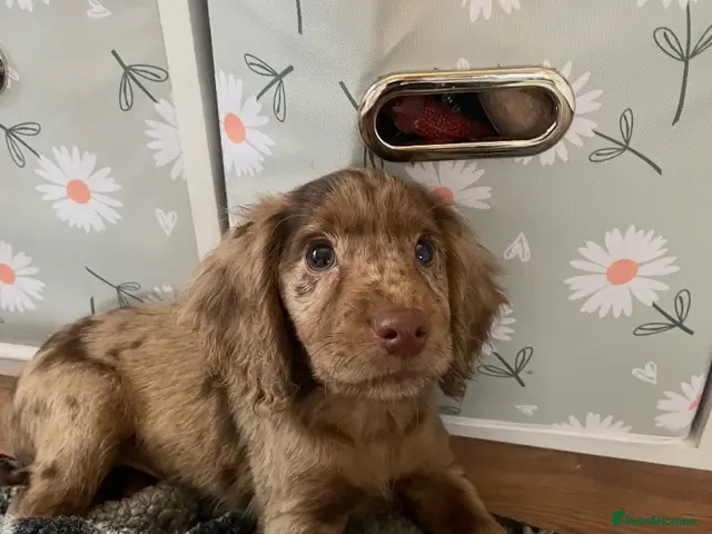 Cocker Spaniel dogs for sale: 6 Beautiful Cocker Spaniel Pups - Advert 14