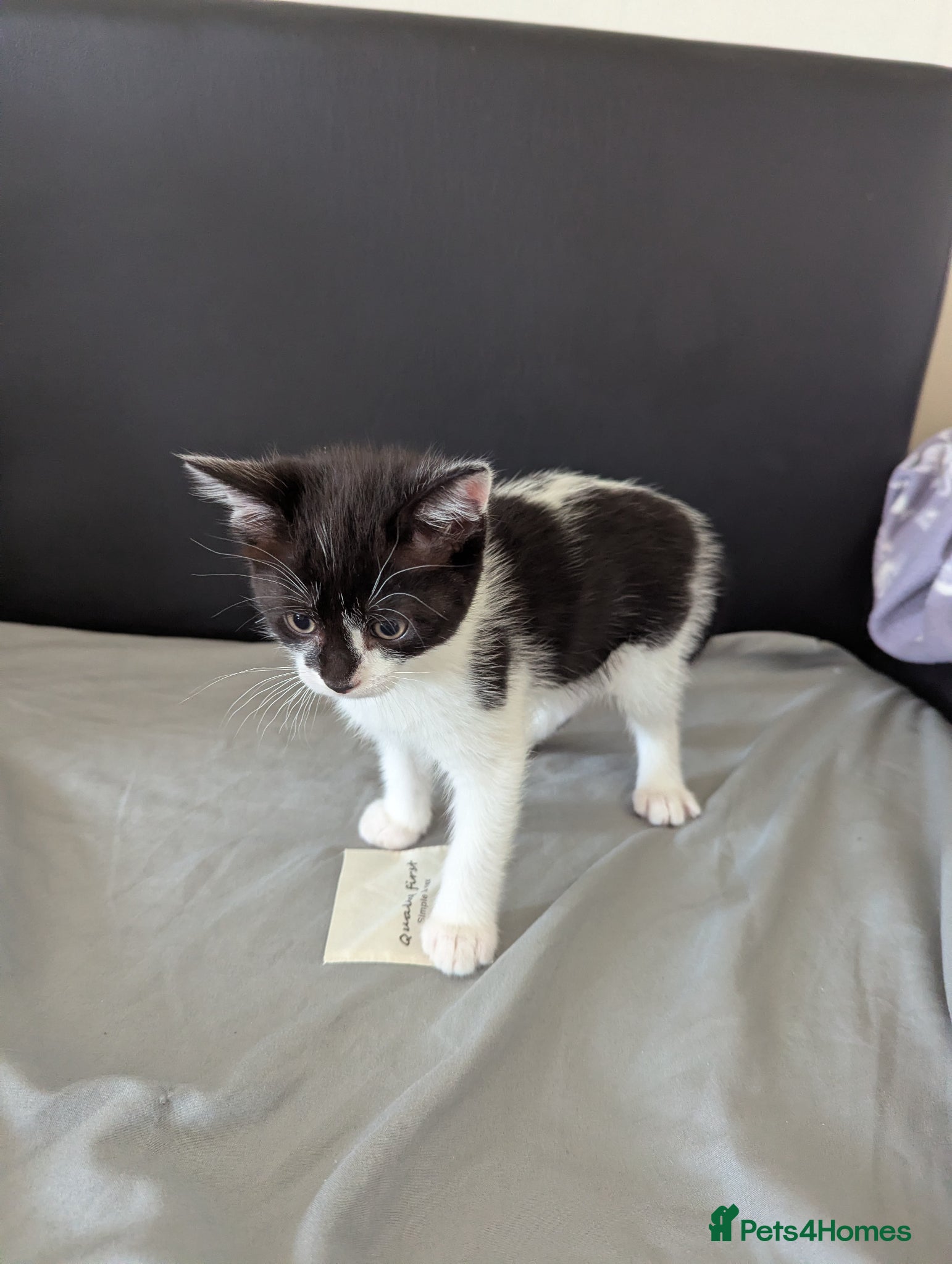 Mixed Breed cats for sale: Cats for sale - Advert 3