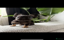 French Bulldog dogs for sale: 🚨 REDUCED to £1000 if taken this weekend🚨 - Image 10
