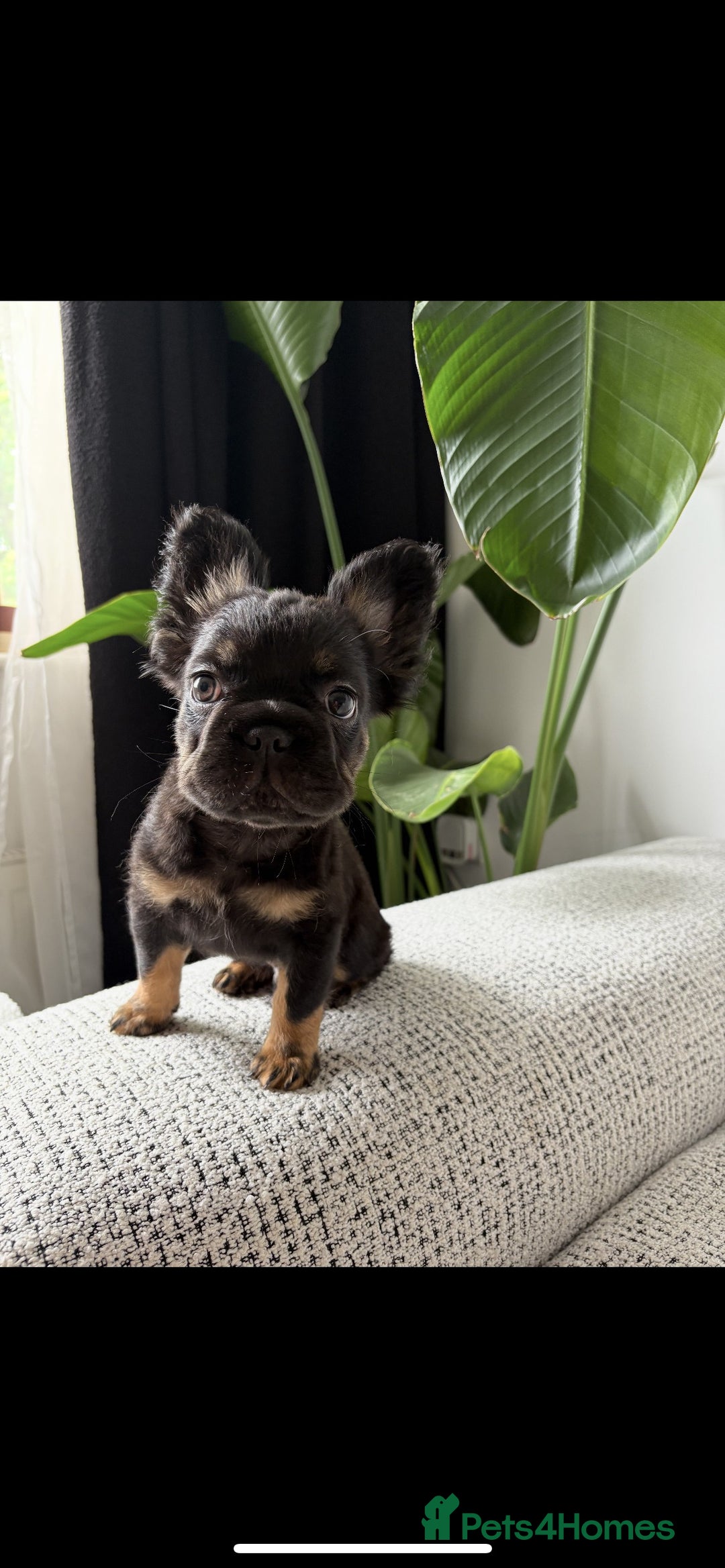 French Bulldog dogs for sale: 🚨 REDUCED to £1000 if taken this weekend🚨 - Image 10
