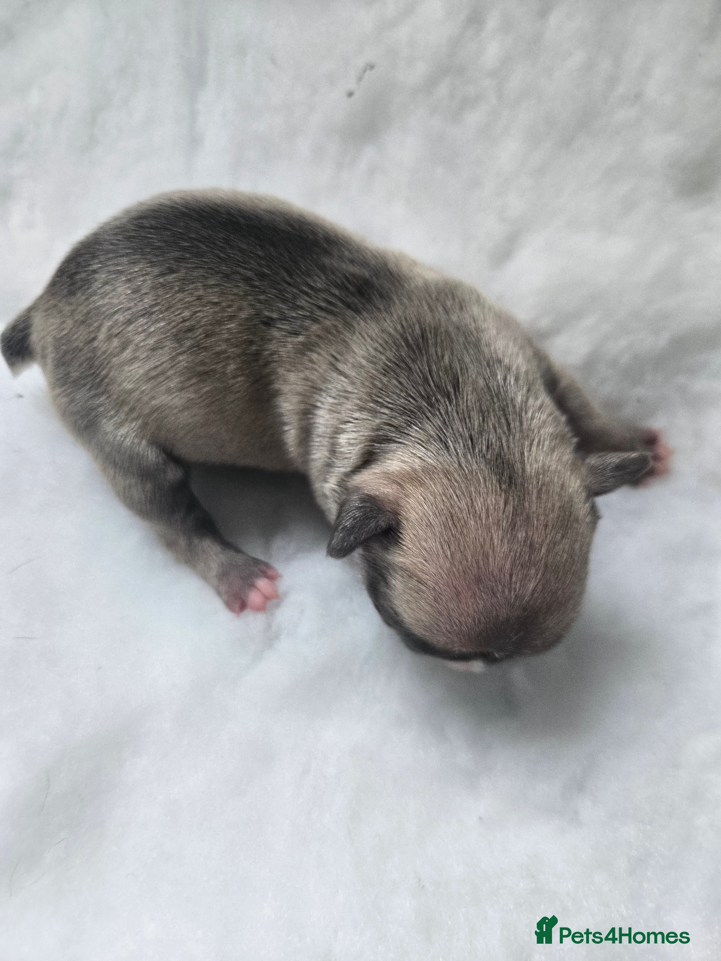 French Bulldog dogs BRAND NEW FRENCH BULLDOG PUPPIES BORN 9TH MAY - Advert 7