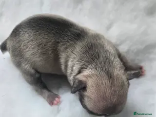 French Bulldog dogs BRAND NEW FRENCH BULLDOG PUPPIES BORN 9TH MAY - Advert 3