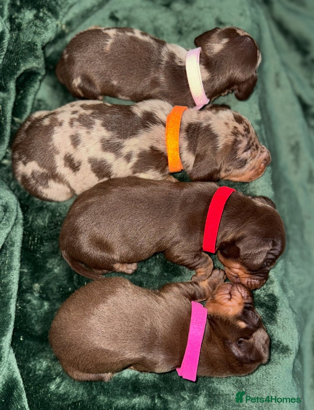 Miniature Dachshund dogs for sale: ‼️‼️Miniature Dachshund Puppies ‼️‼️ - Image 8
