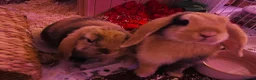 Mini Lop rabbits for sale: Beautiful Mini Lop, Bonded Sisters in Newcastle upon Tyne - Advert 19