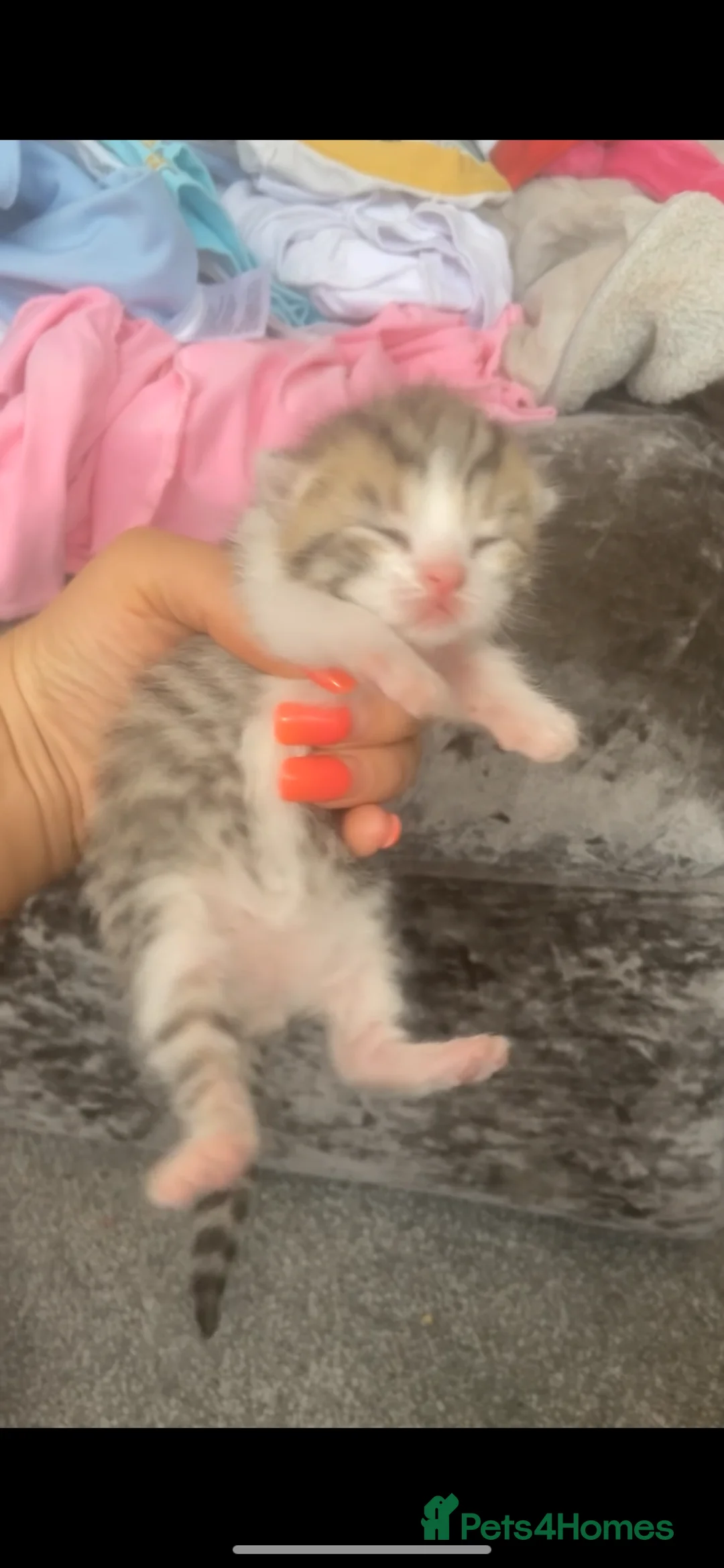 British Shorthair cats for sale: 6 x stunning silver British shorthair tabby’s  - Advert 2