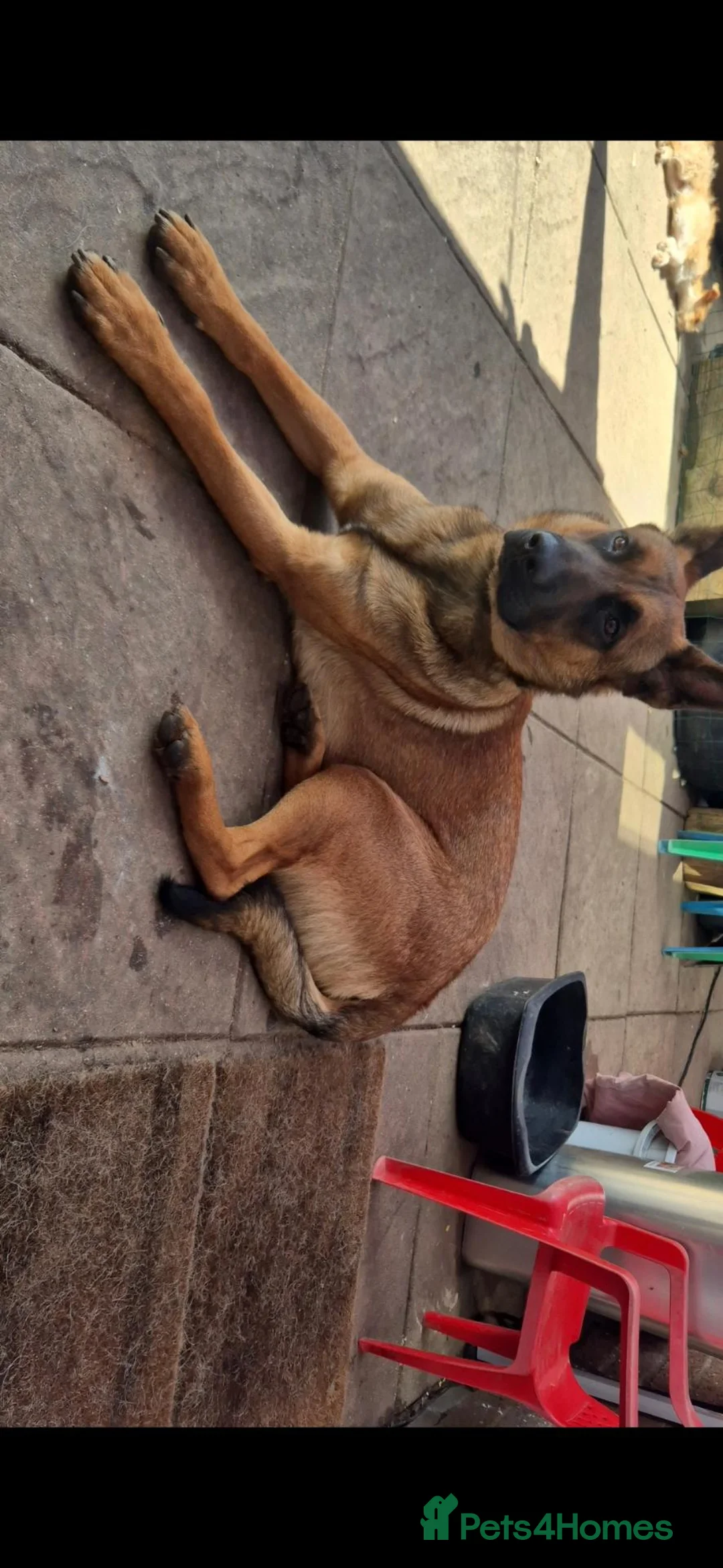 Mixed Breed dogs for sale: Dutch shepard x mali - Advert 10