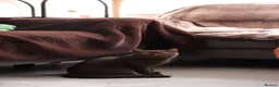 British Shorthair cats for sale: Ready Stunning Chocolate Champion bloodline BSH - Advert 19
