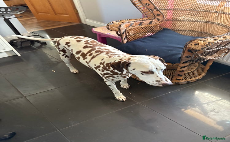 Dalmatian dogs - Advert 1