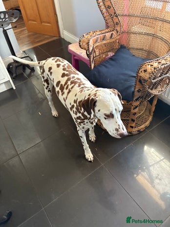 Dalmatian dogs - Advert 1