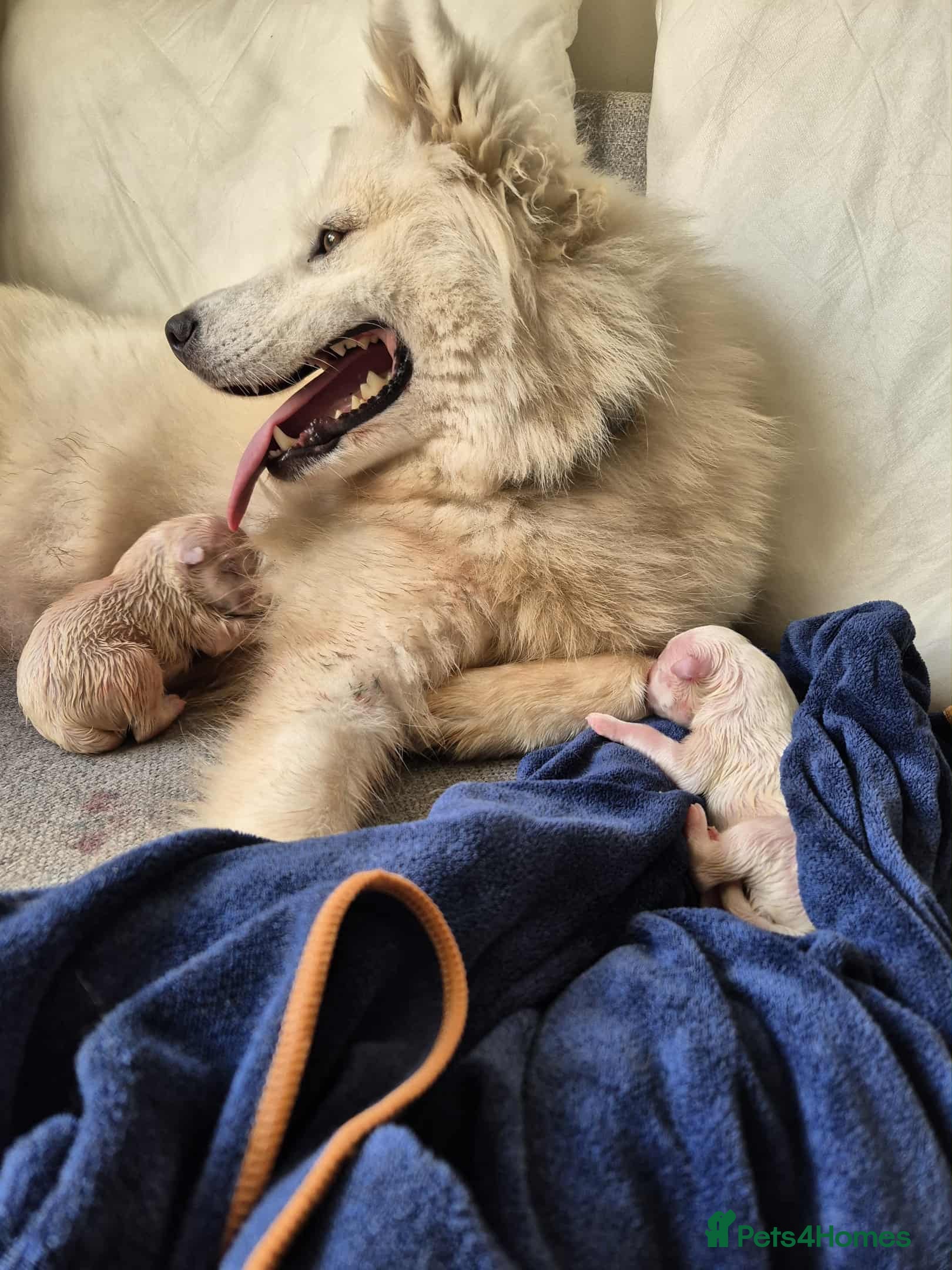 Samoyed dogs Samoyed puppies - accepting reservations  - Advert 1