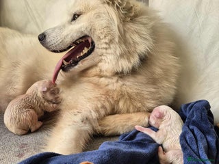 Samoyed dogs Samoyed puppies - Advert 6