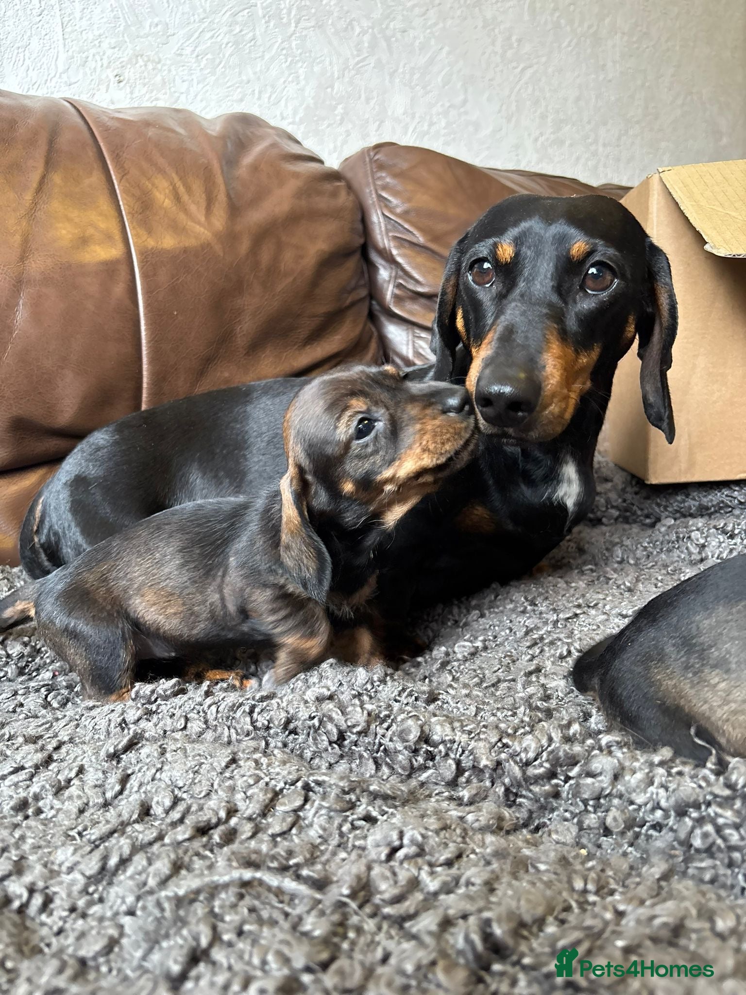 Dachshund dogs Irresistible miniature Dachshunds  - Advert 2