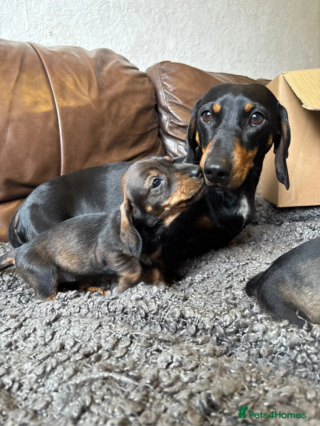 Dachshund dogs for sale: Irresistible miniature Dachshunds  in Malpas - Advert 2