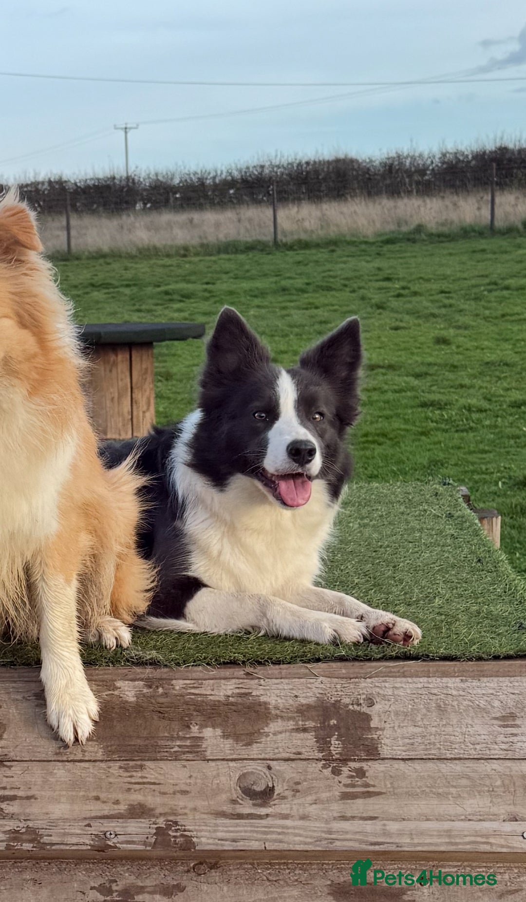 Border Collie dogs for sale: Stunning rough coated KC Reg Health tested pups  - Advert 2