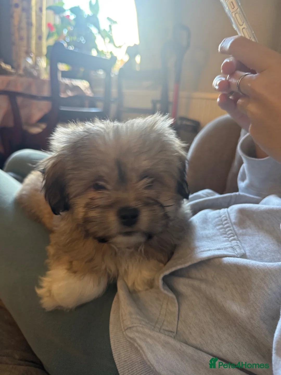 Mixed Breed dogs for sale: Two very Cute Peka-tease puppies  available ❤️ - Advert 1