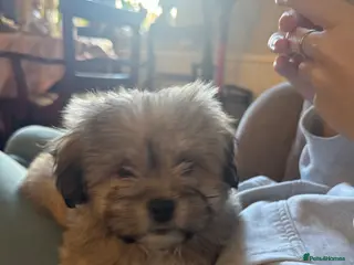 Mixed Breed dogs Cute Peka-tease puppies 🐶 - Advert 10