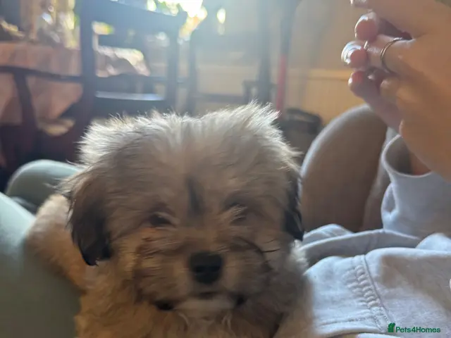 Mixed Breed dogs for sale: Two very Cute rare Peka-tease puppies available ❤️ - Advert 15
