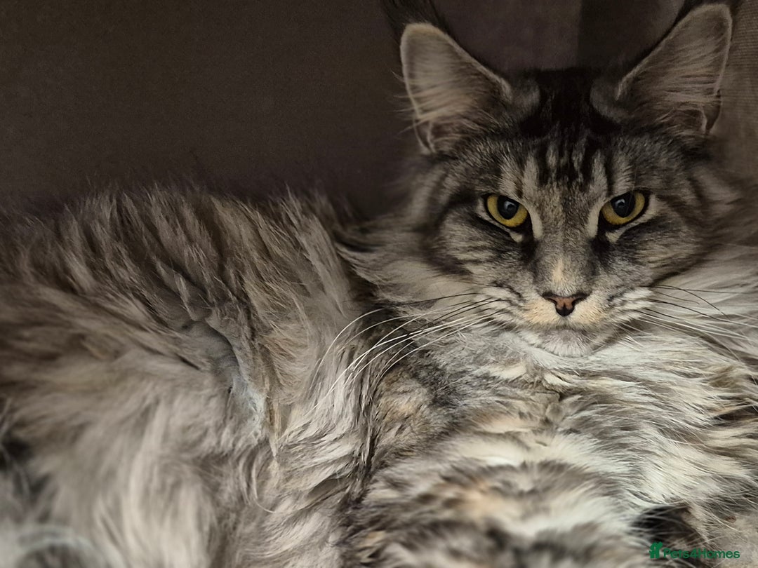 Maine Coon cats for sale: Maine coon litter due - Image 2