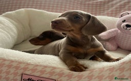 Miniature Dachshund dogs for sale: Miniature Dachshund  - Image 10