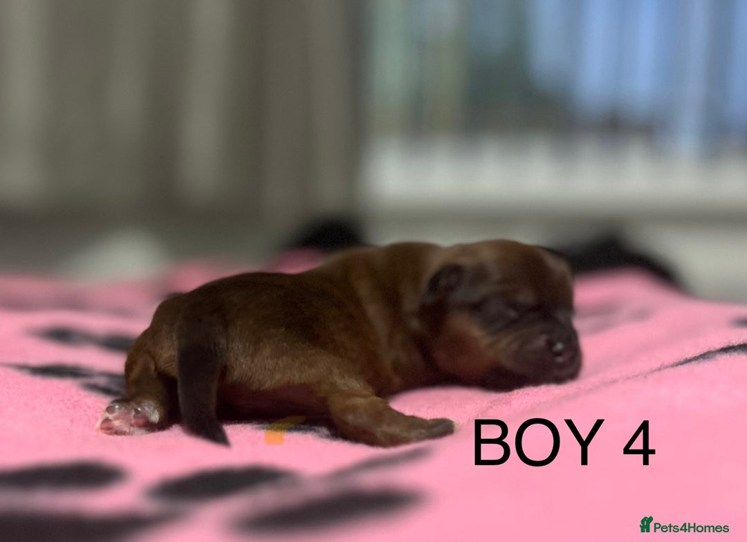 Yorkshire Terrier dogs for sale: Yorkshire Terrier puppies - Image 6