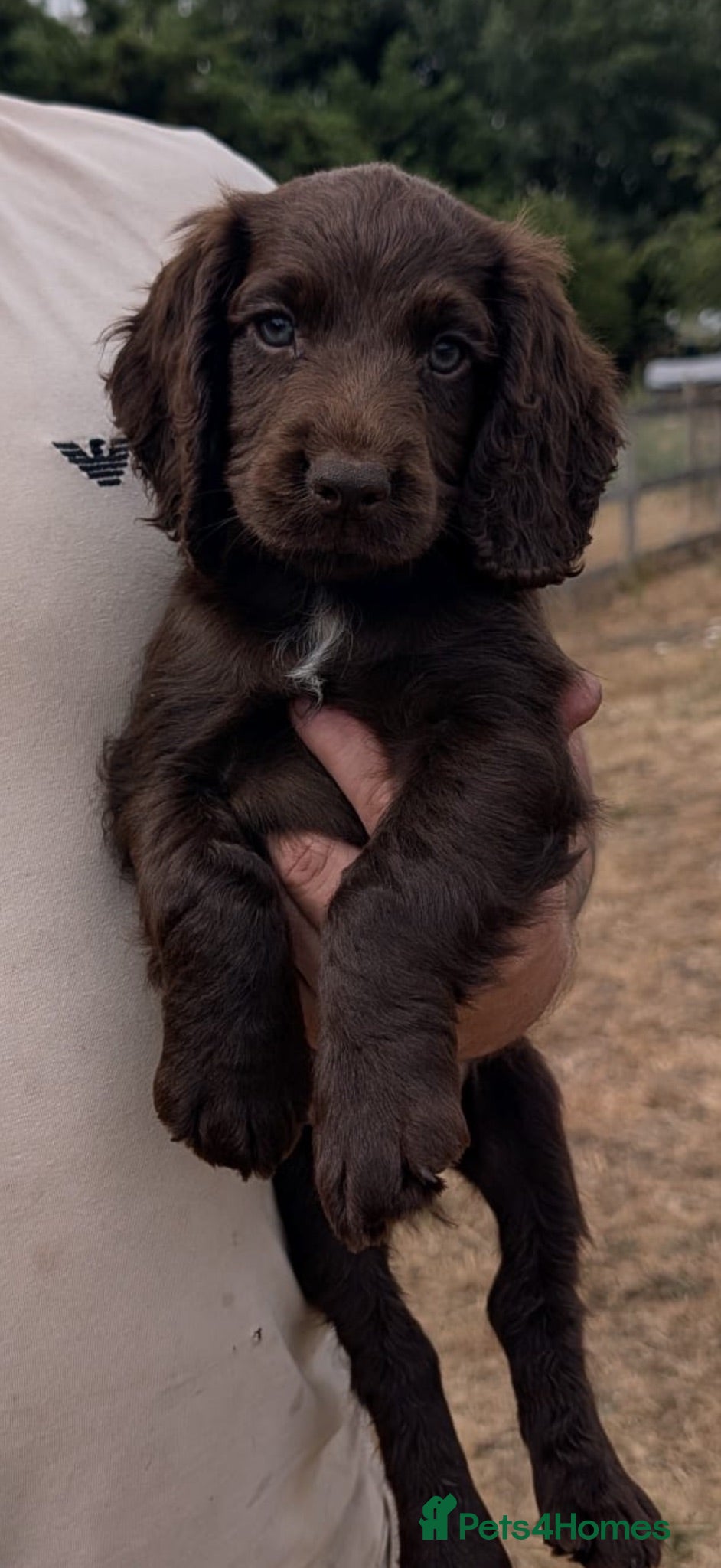 Cocker Spaniel dogs Ftch champion sired cocker pups  - Advert 1