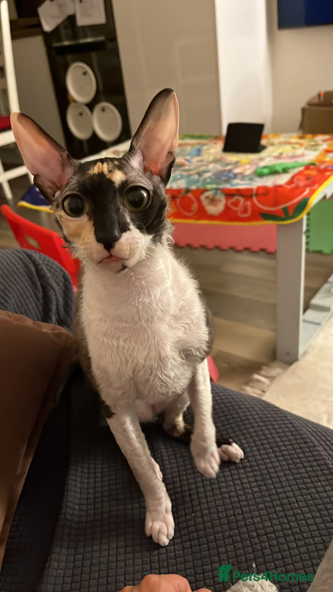 Cornish Rex cats for sale: Cornish Rex female cat,Spayed & microchipped - Advert 6