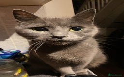 Mixed Breed cats for sale: Mixed breed kittens  - Image 1