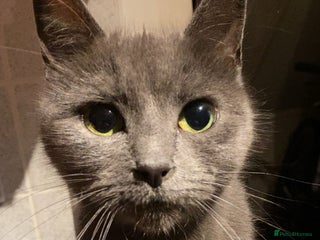 Mixed Breed cats for sale - Advert 1