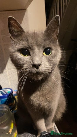 Mixed Breed cats - Advert 3