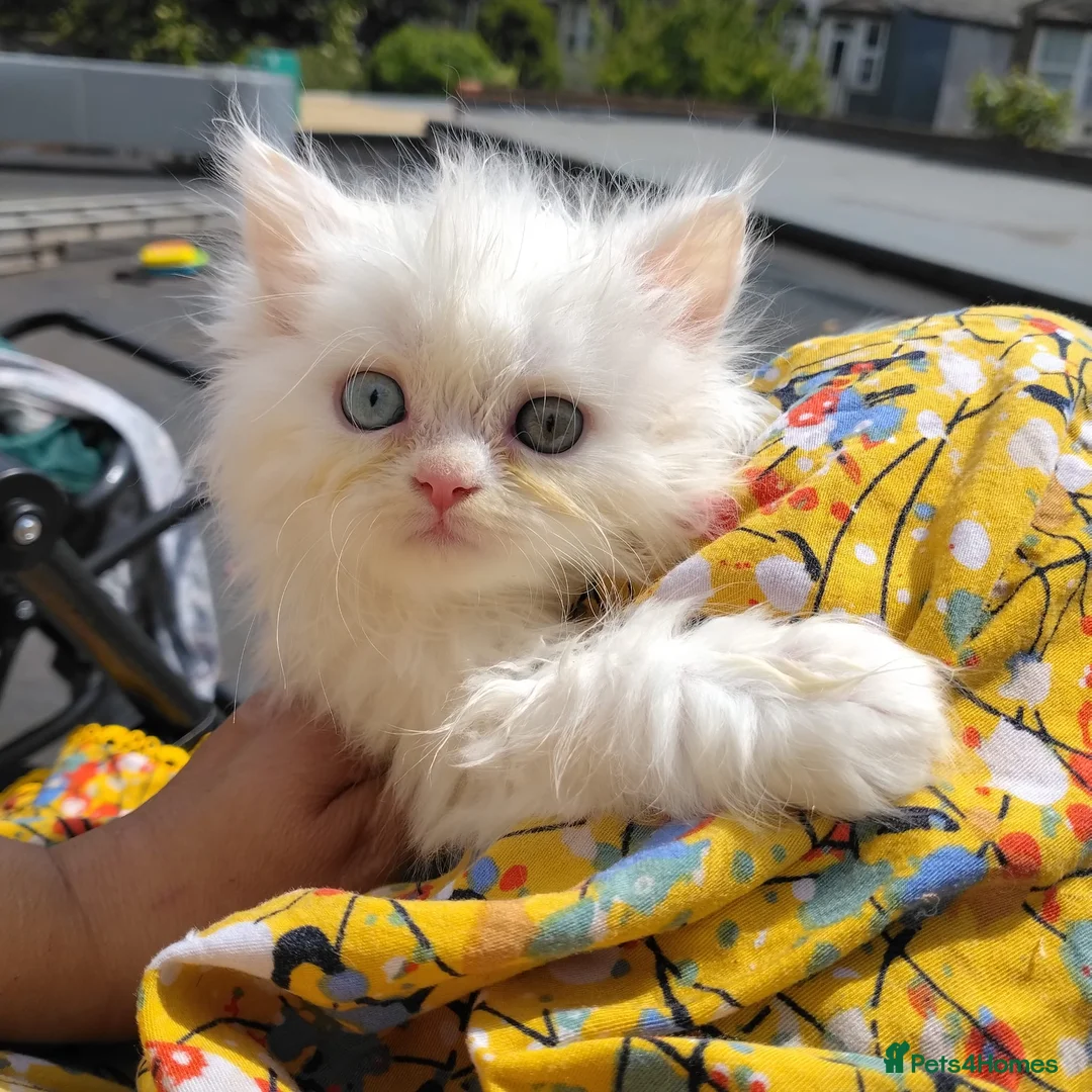 Persian cats for sale: Persian kittens for sale - blue eye beauty  - Advert 2