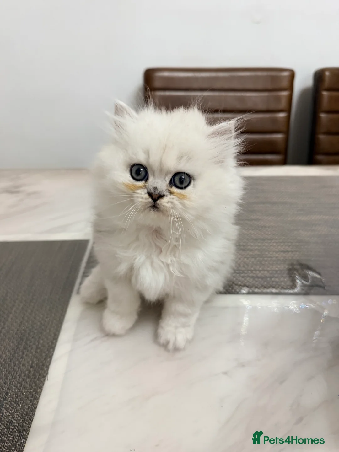 Persian cats for sale: 1 female Persian chinchilla  - Advert 2